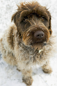 Important notes about your first dog clipping at home